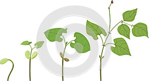 Life cycle of bean plant. Growth stages from seeding to young plant isolated on white